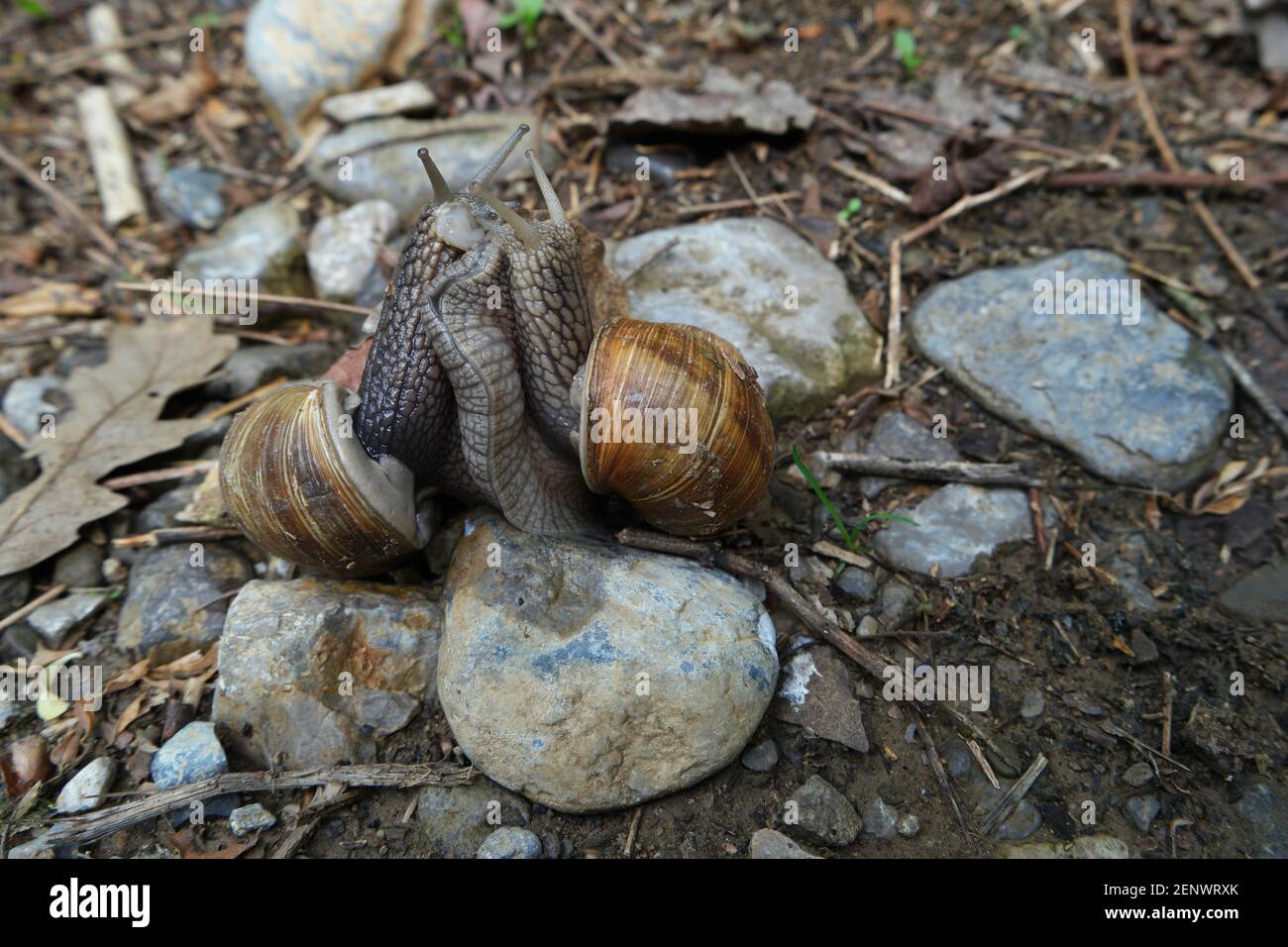 a pair of snails while making love Stock Photo
