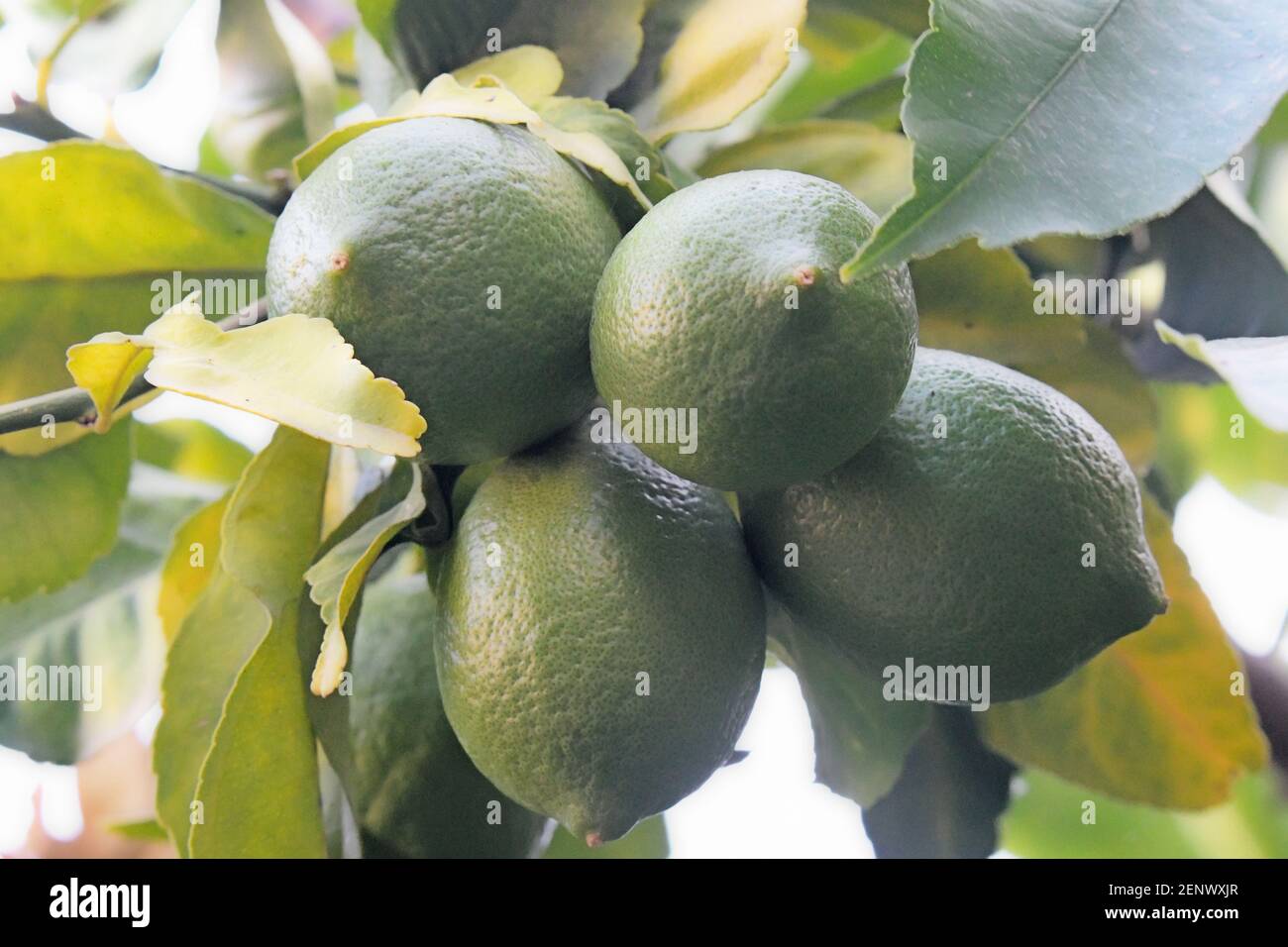 unripe lemons on tree Stock Photo