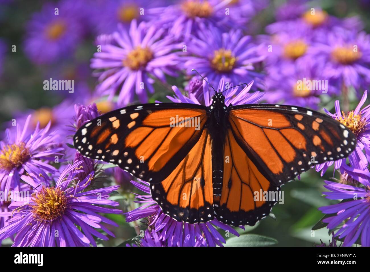 Monarch butterfly drink flower nectar Stock Photo - Alamy