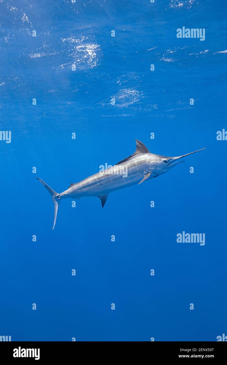 free swimming blue marlin, Makaira nigricans, Vava'u, Kingdom of Tonga, South Pacific Stock Photo