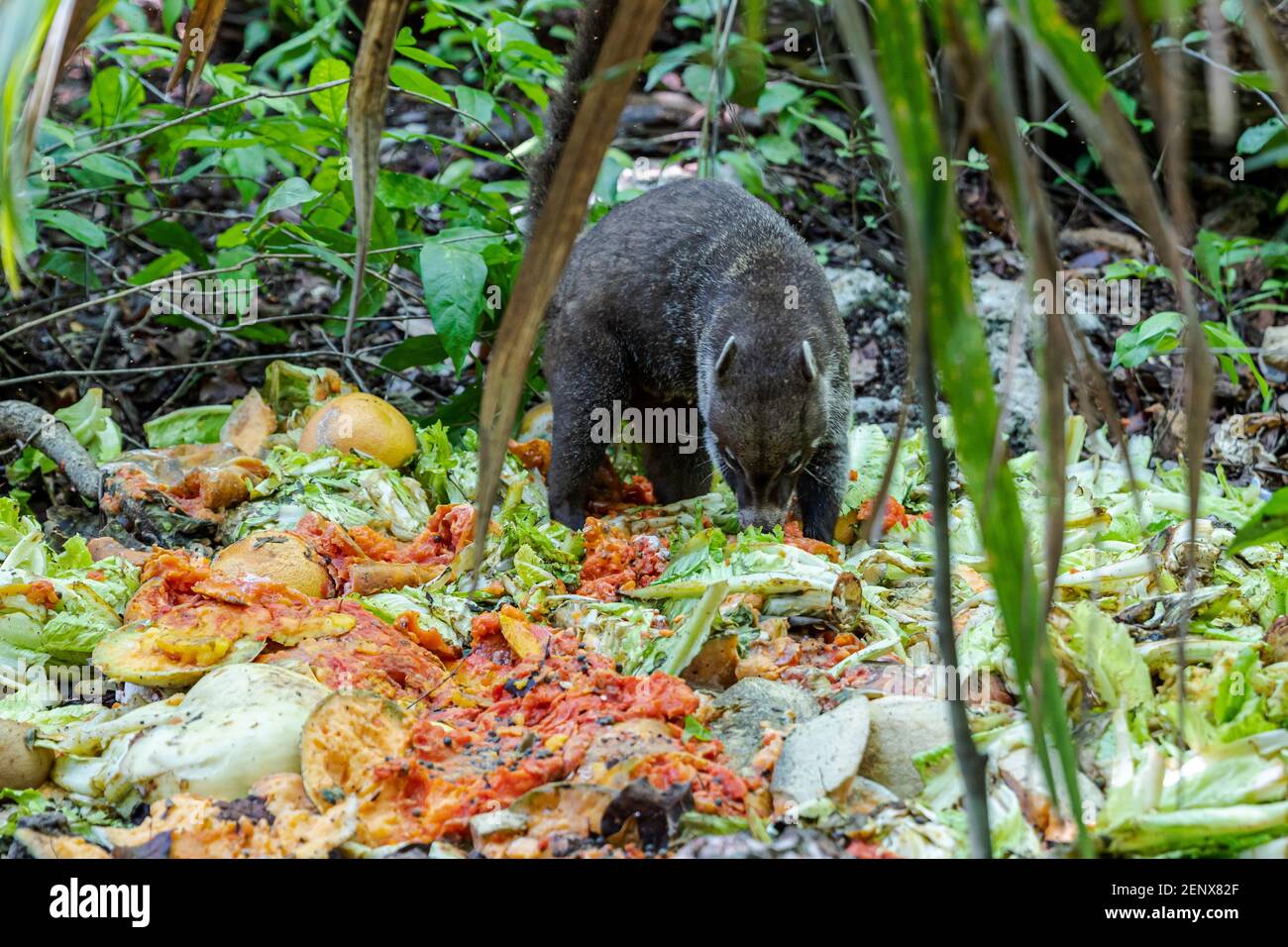 CANCUN, MEXICO - SEPTEMBER 27: A Coati is seen eating in an area near the forest on September 27, 2019 in Cancun, Mexico. Its habitat extends from northern Mexico to South America; CANCUN, MEXICO - SEPTEMBER 27: A Coati is seen eating in an area near the forest on September 27, 2019 in Cancun, Mexico. Its habitat extends from northern Mexico to South America;