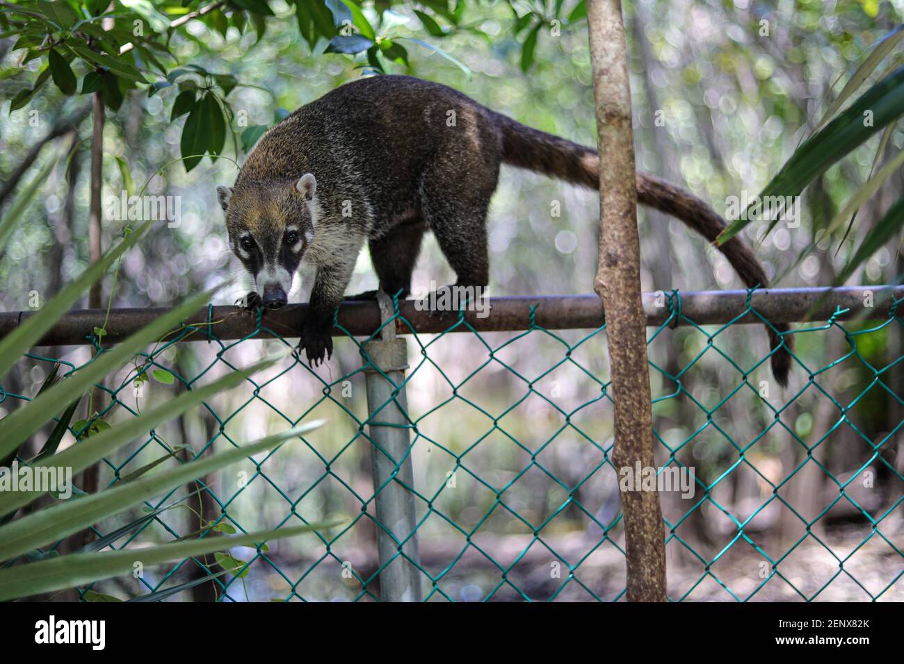 CANCUN, MEXICO - SEPTEMBER 27: A Coati is seen eating in an area near the forest on September 27, 2019 in Cancun, Mexico. Its habitat extends from northern Mexico to South America; CANCUN, MEXICO - SEPTEMBER 27: A Coati is seen eating in an area near the forest on September 27, 2019 in Cancun, Mexico. Its habitat extends from northern Mexico to South America;