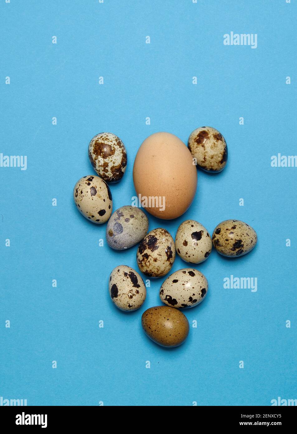 chicken egg on a blue background and around a few small quail eggs Stock Photo