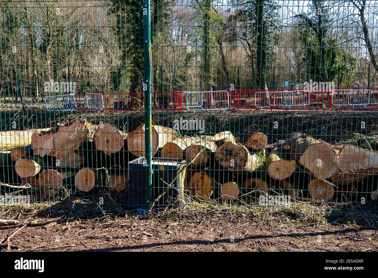 Aylesbury, Buckinghamshire, UK. 26th February, 2021. HS2 have felled a big area of hazel coppice formerly home to dormice. They have also felled many of the trees in the medieval Spinney in Small Dean Lane near Wendover, Aylesbury. Entire eco systems were being destroyed by HS2 today as they put trees they have felled into a wood chipper filling up a huge juggernaut with wood chips. High Speed Rail 2 are carving a huge scar across the Chilterns an Area of Outstanding Natural Beauty for the controversial rail link from London to Birmingham. Credit: Maureen McLean/Alamy Live News Stock Photo