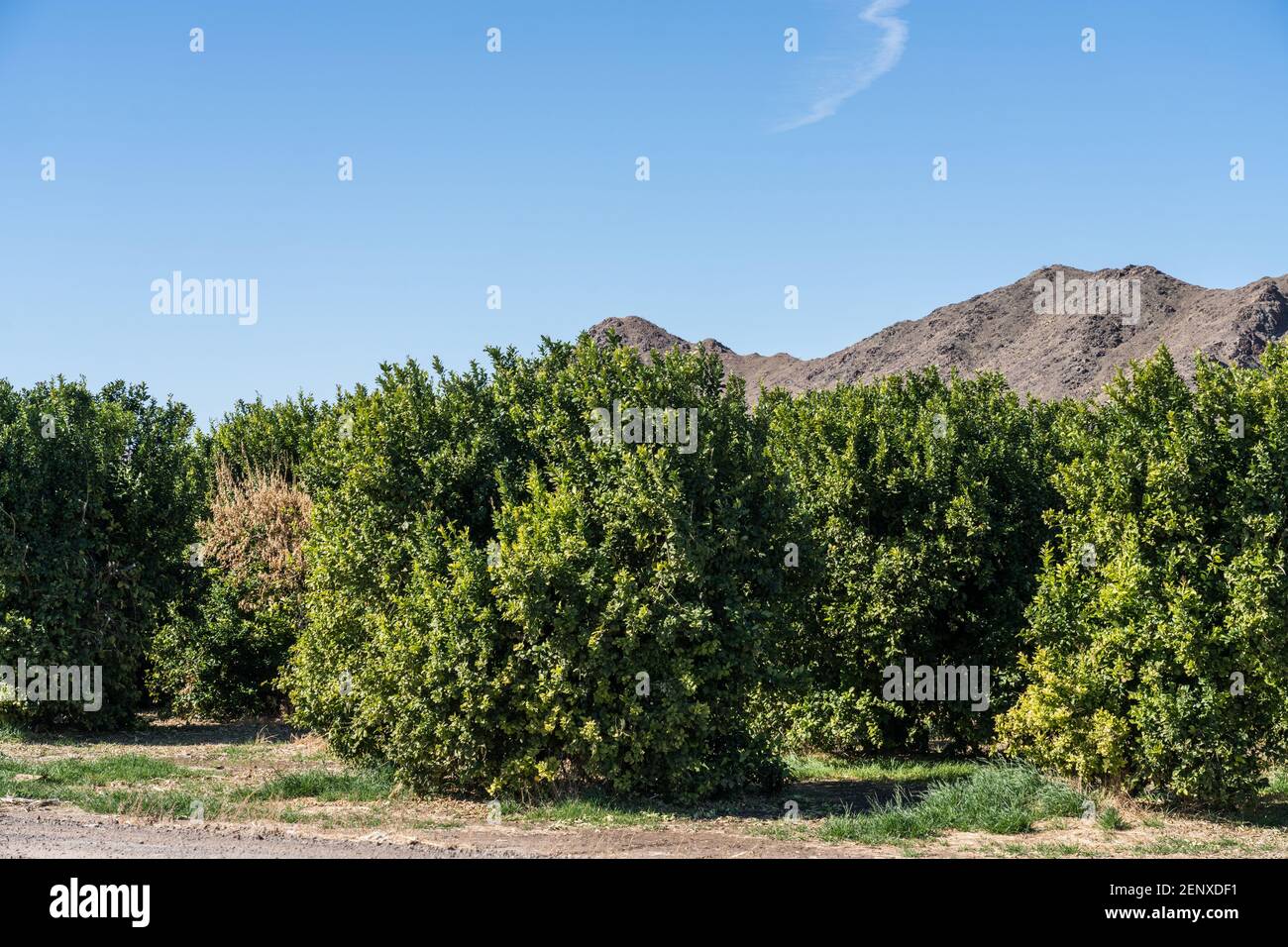 Citrus trees growing in the desert near Yuma, Arizona Stock Photo Alamy