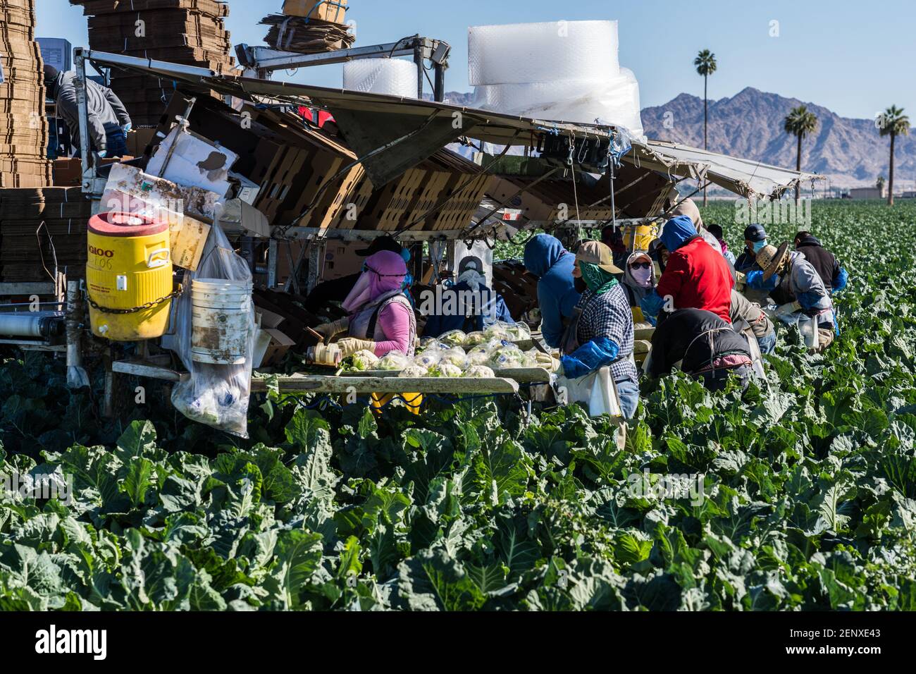 Farm workers harvest and package cauliflower on a farm near Yuma
