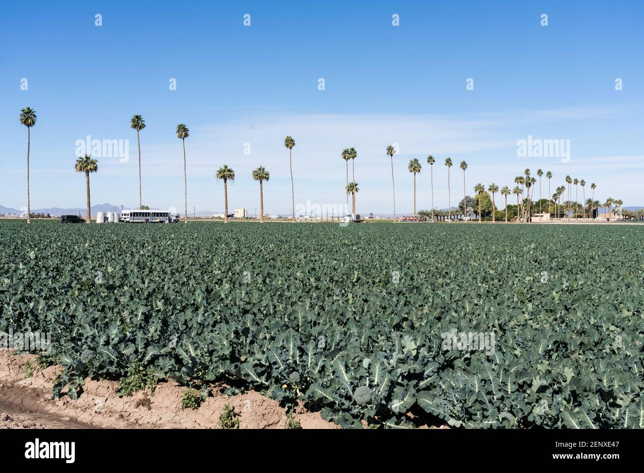 Broccoli plants growing on a farm in the desert in January near Yuma