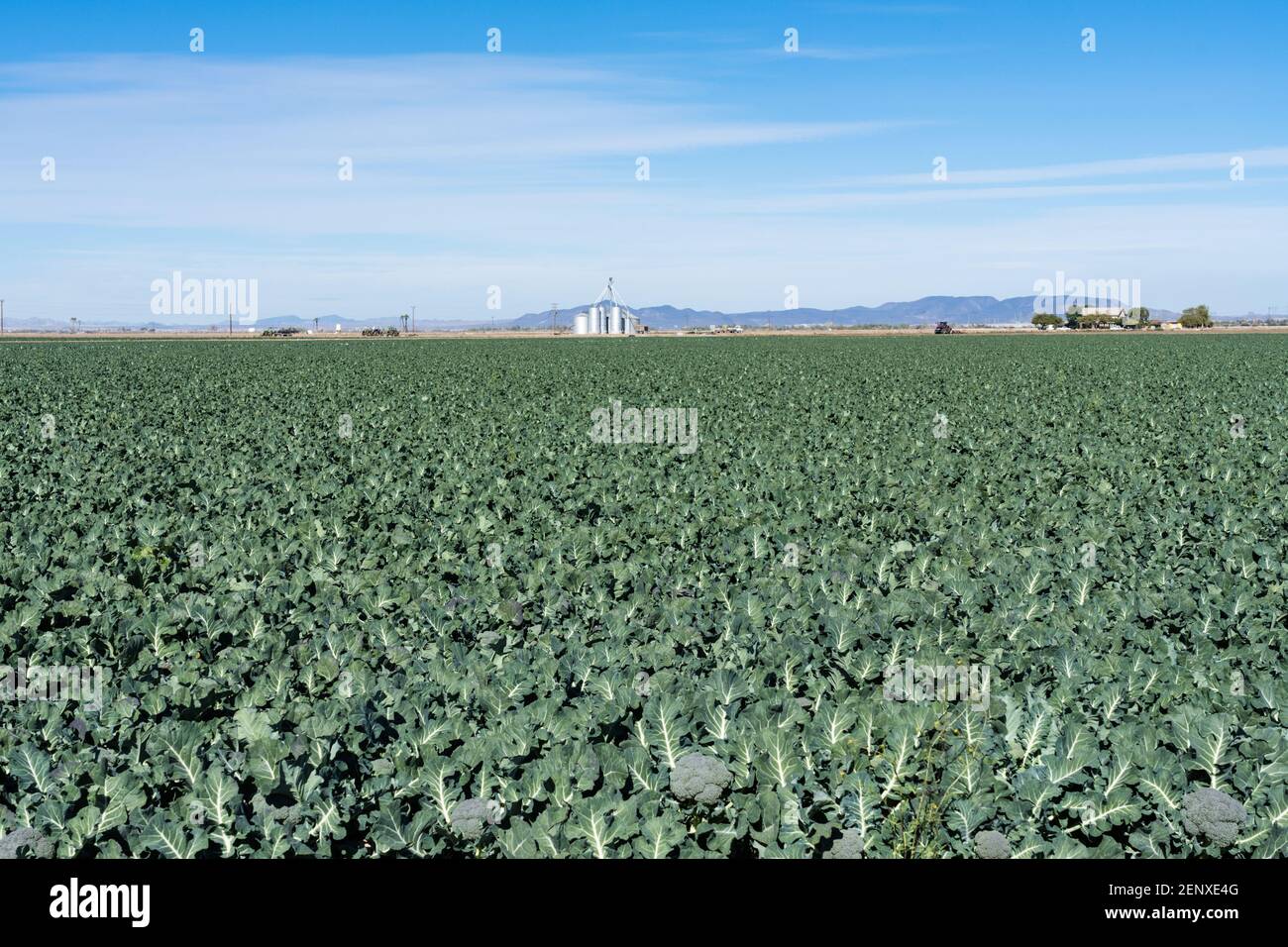 Broccoli plants growing on a farm in the desert in January near Yuma