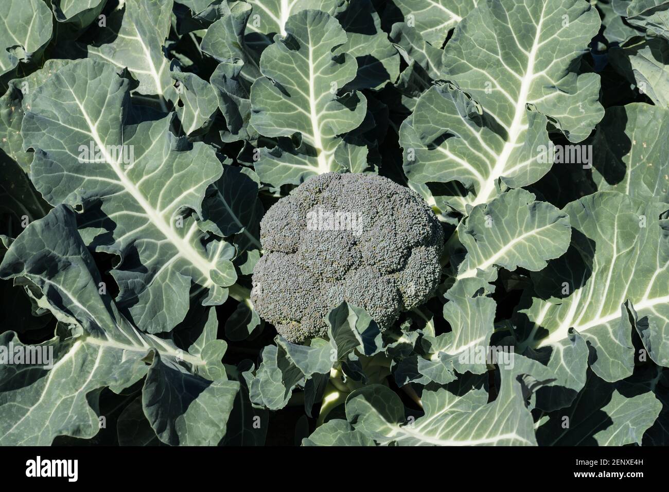 Broccoli growing on a farm in the desert in January near Yuma, Arizona