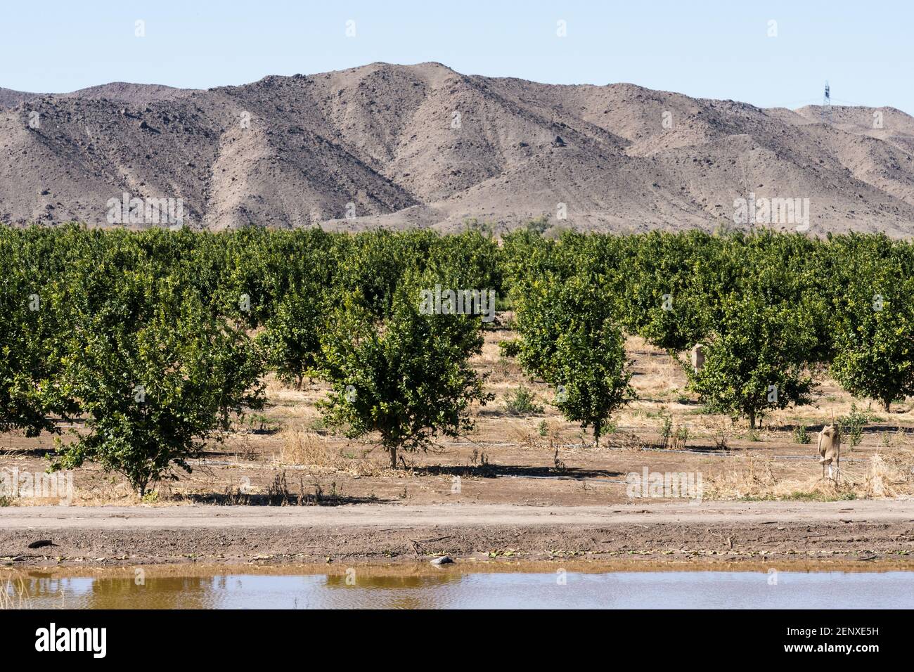 Orange trees growing on a farm in the desert near Yuma, Arizona Stock