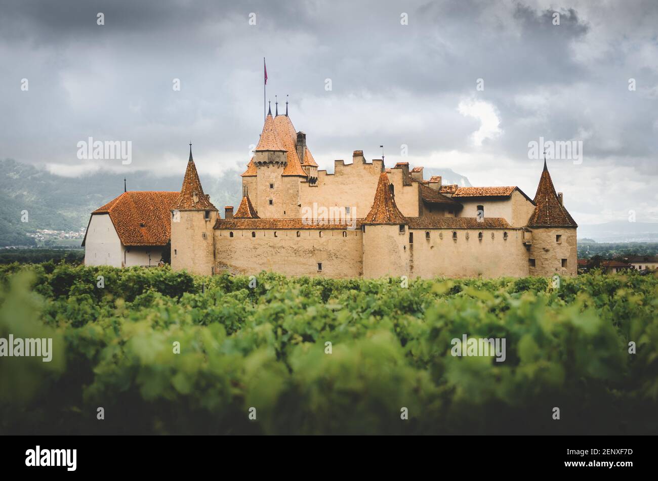 Chateau de Aigle, small winemaking village in the swiss alps, with the medieval castle emerging from the green summer rows of the nearby vineyards and Stock Photo