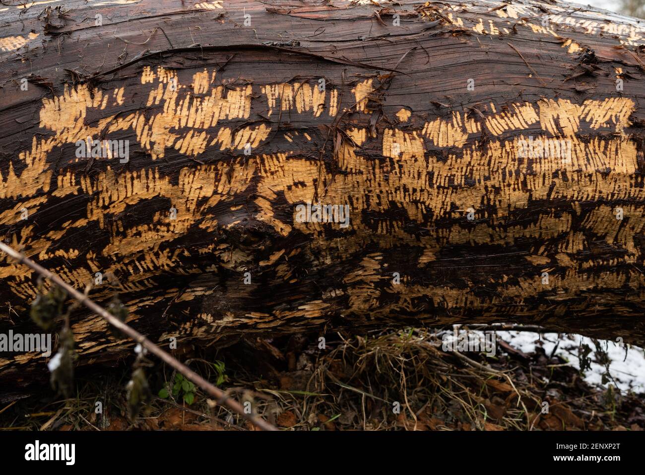 Beaver teeth marks on a fallen tree. Stock Photo