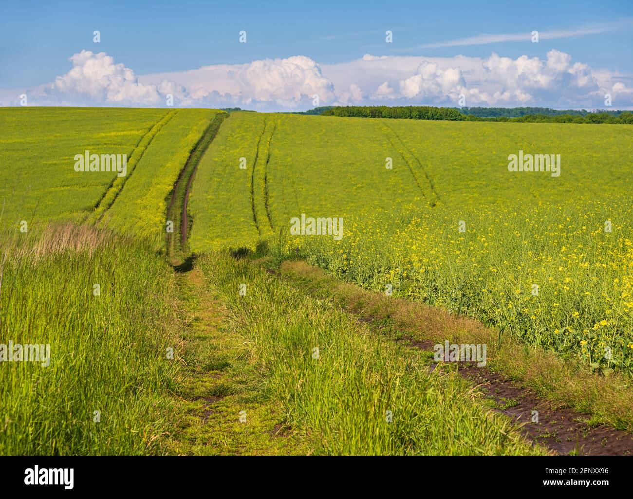 Spring view with rapeseed yellow blooming fields and dirty road, blue sky with clouds. Natural seasonal, good weather, climate, eco, farming, countrys Stock Photo