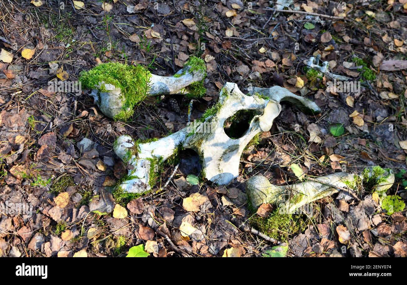 A skeleton with the bones of a dead animal killed in the forest lying