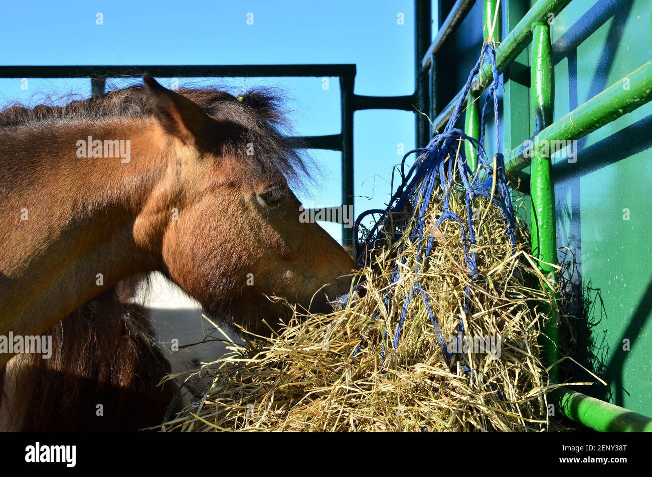 Horse eating hay on a farm in vaoliere Stock Photo Alamy
