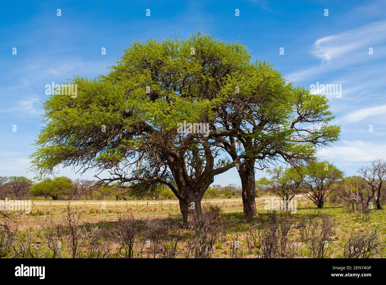 Calden tree, Prosopis Caldenia, in Pampas environment, La Pampa province, Patagonia, Argentina Stock Photo