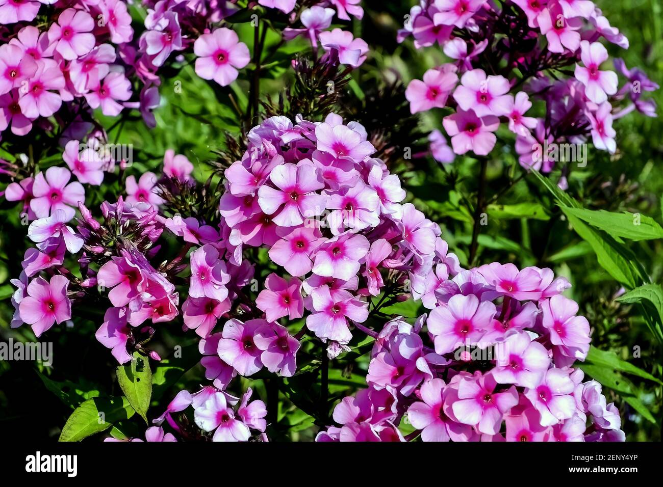 Flowers of the garden phlox - Phlox paniculata - in summer, Germany, Europe Stock Photo