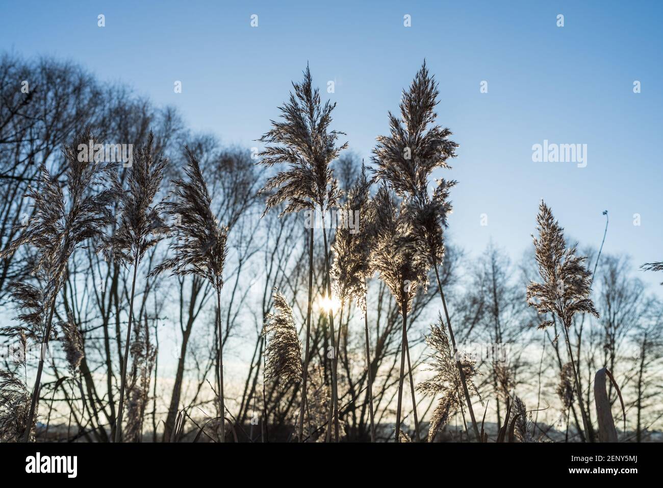 Phragmites australis seed head in backlight. Stock Photo