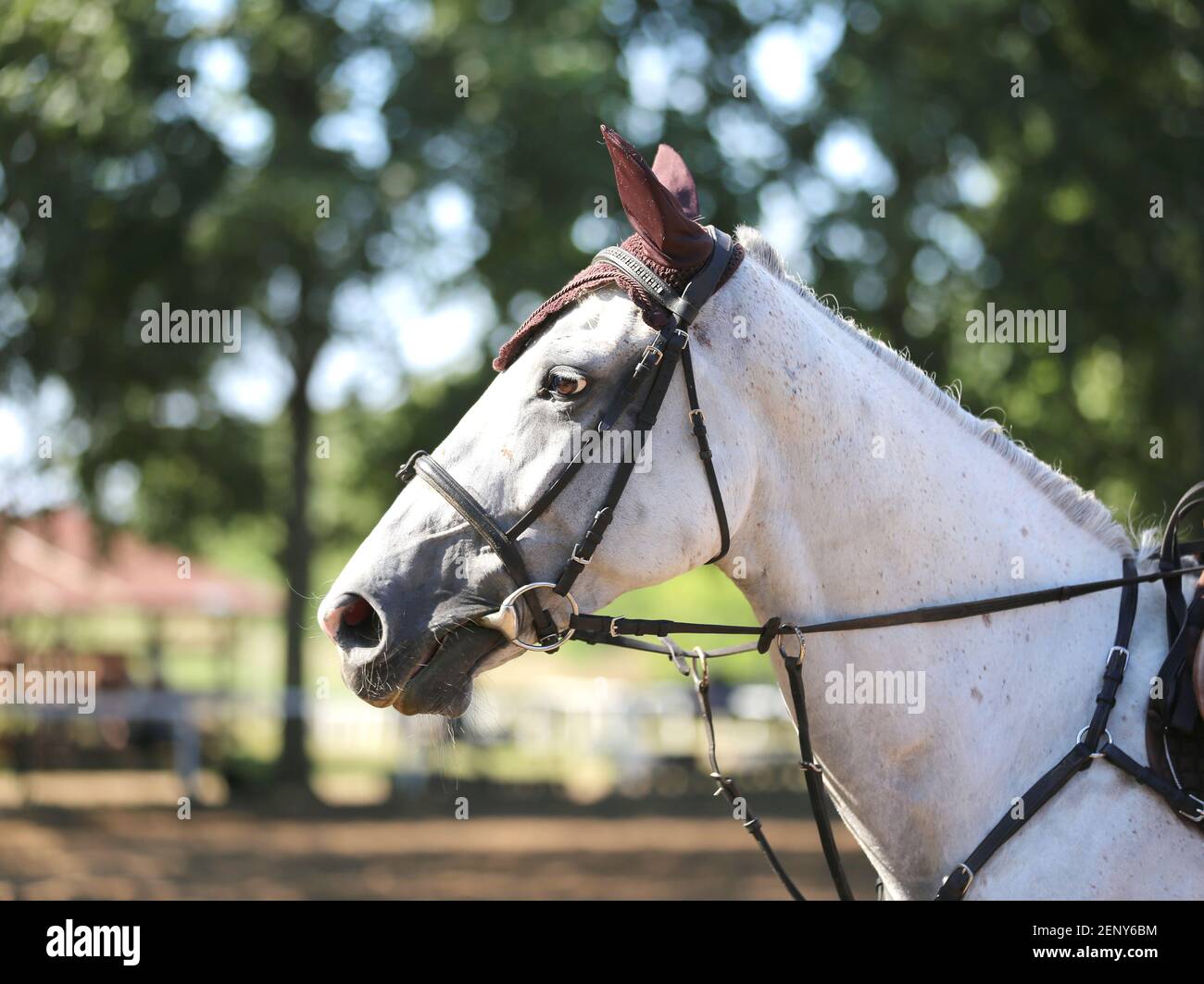 Unknown contestant rides at dressage horse event in riding ground. Head shot close up of a dressage horse during competition event Stock Photo