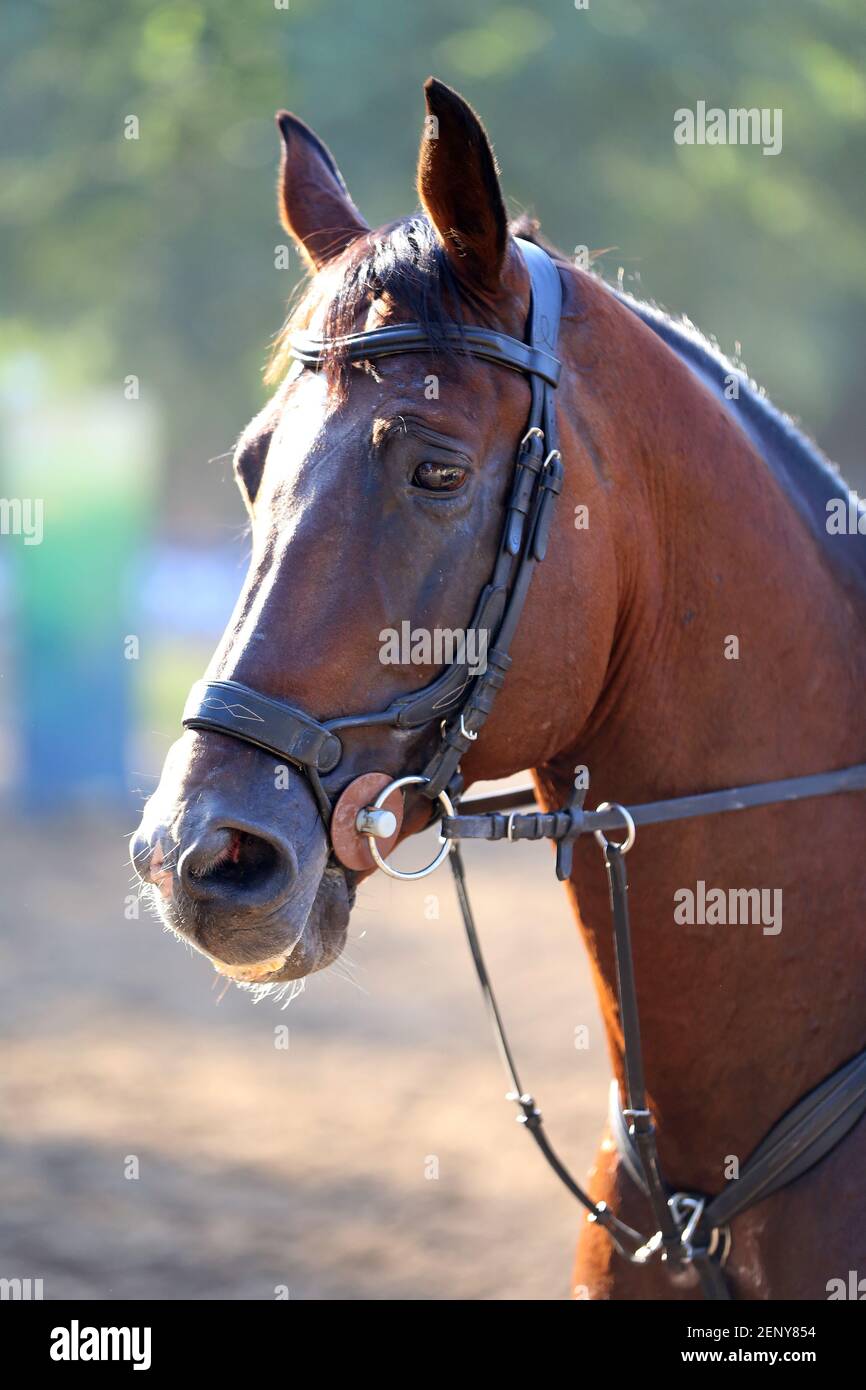 Unknown contestant rides at dressage horse event in riding ground. Head shot close up of a dressage horse during competition event Stock Photo