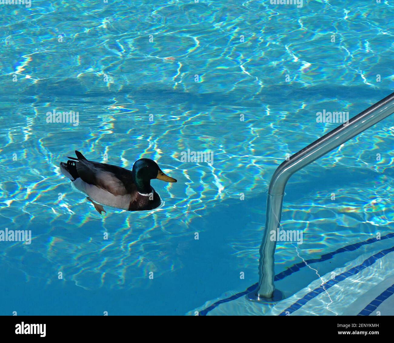 14 Simple Tips For Keeping Ducks Away From Your Pool