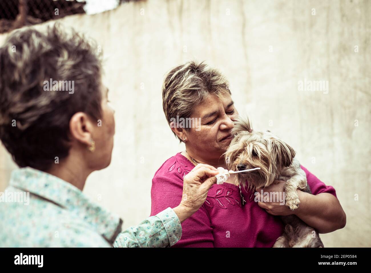 Cute dog eats ice cream in owners arms Stock Photo
