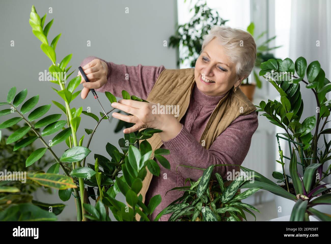 Dusting house plants hires stock photography and images Alamy