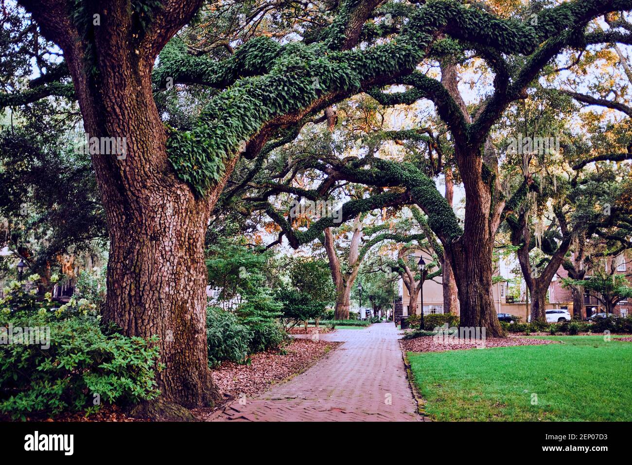 Public square beautiful willow trees, Savannah, USA, 2019