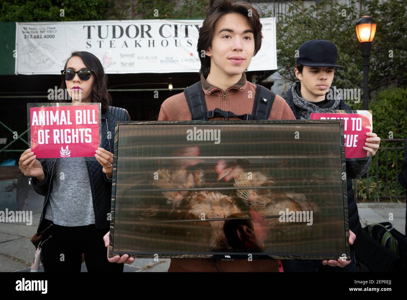 An animal rights activist is holding a television screen showing videos ...