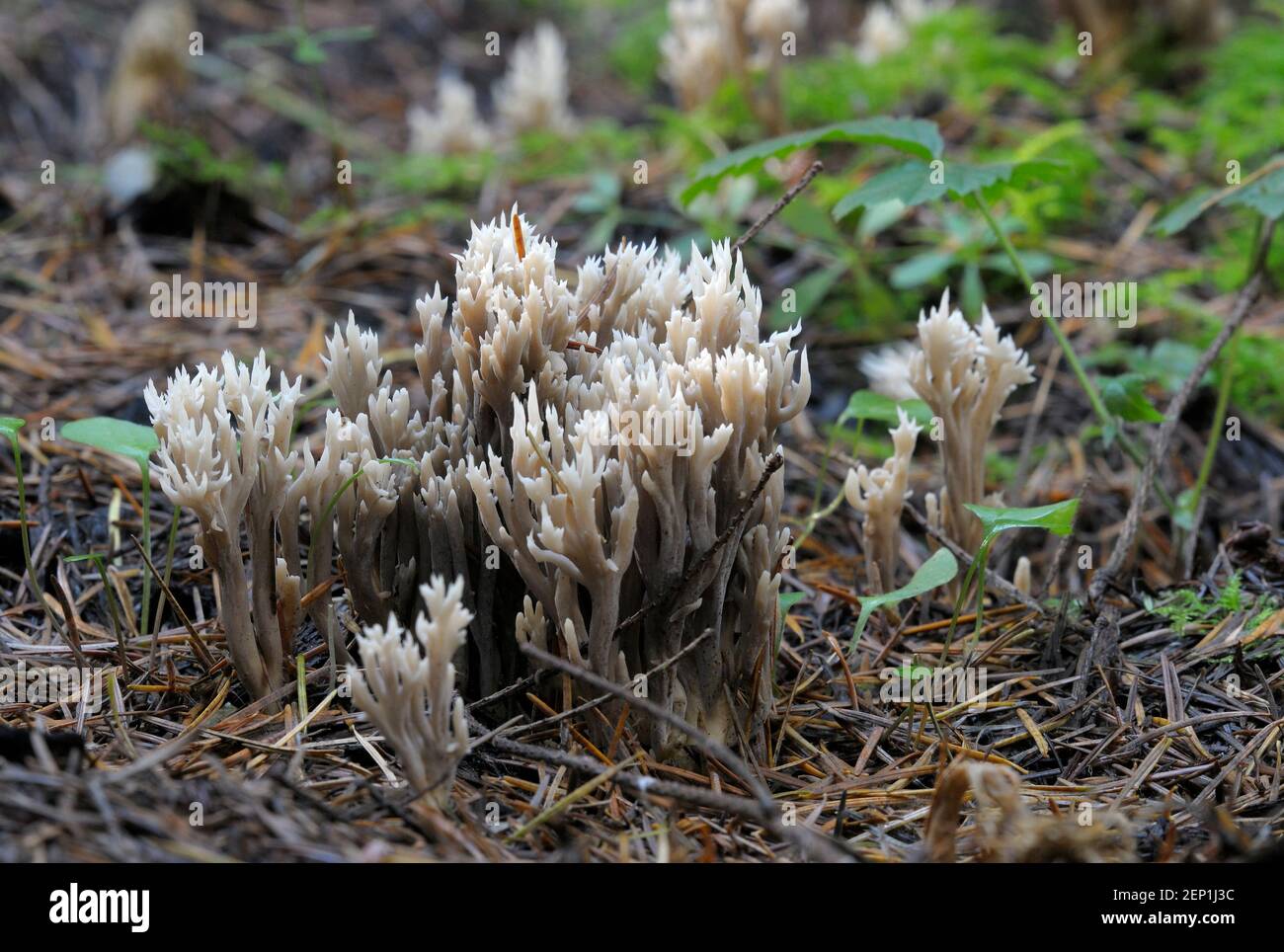 Coral Fungi (Ramariopsis kunzei) Stock Photo