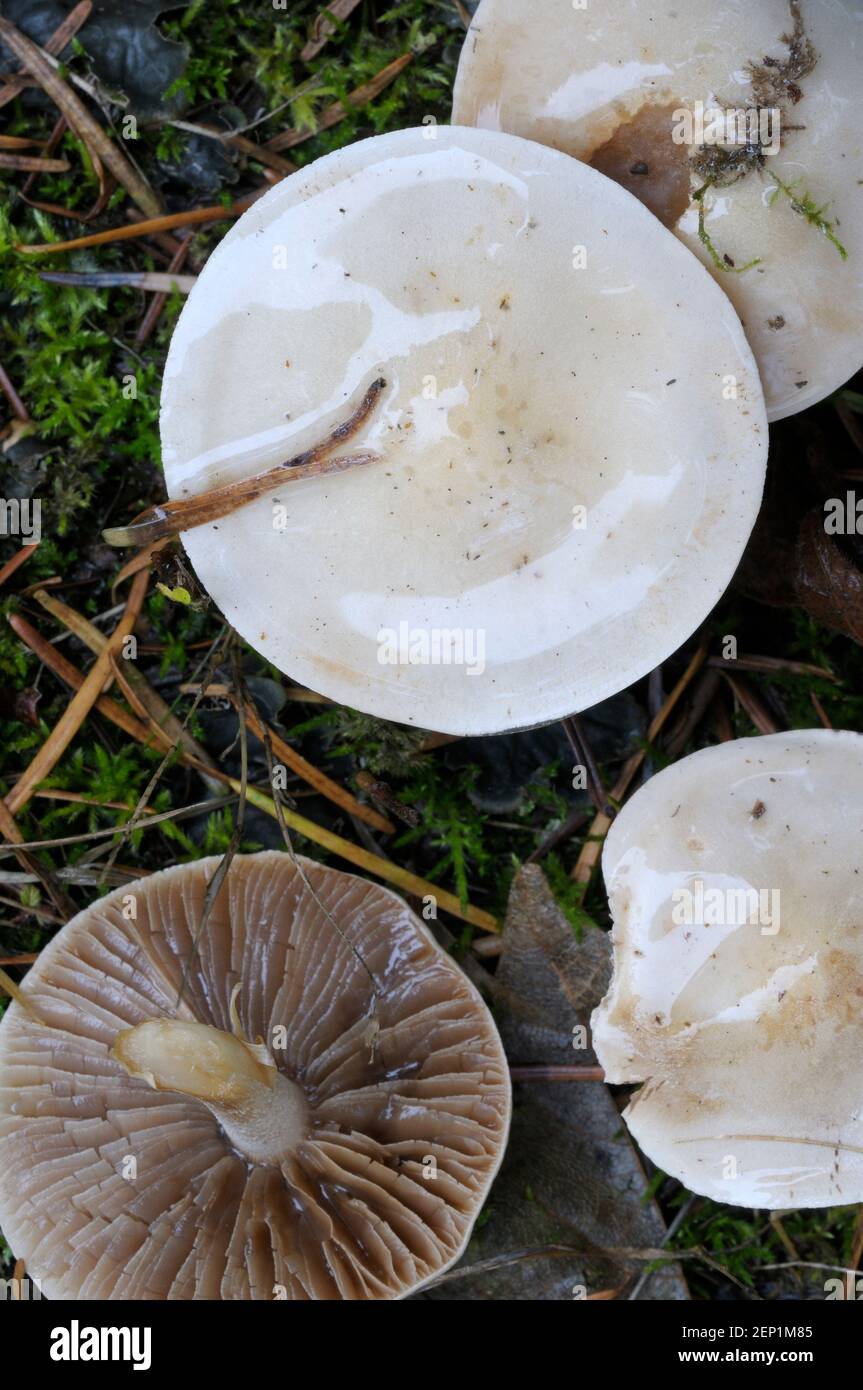 Vancouver white caps hires stock photography and images Alamy