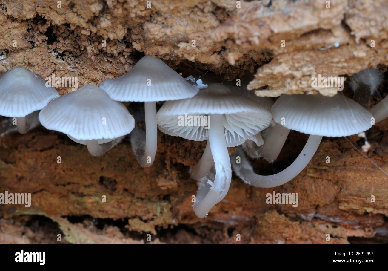 Small white mushrooms growing beneath a dead tree Stock Photo - Alamy