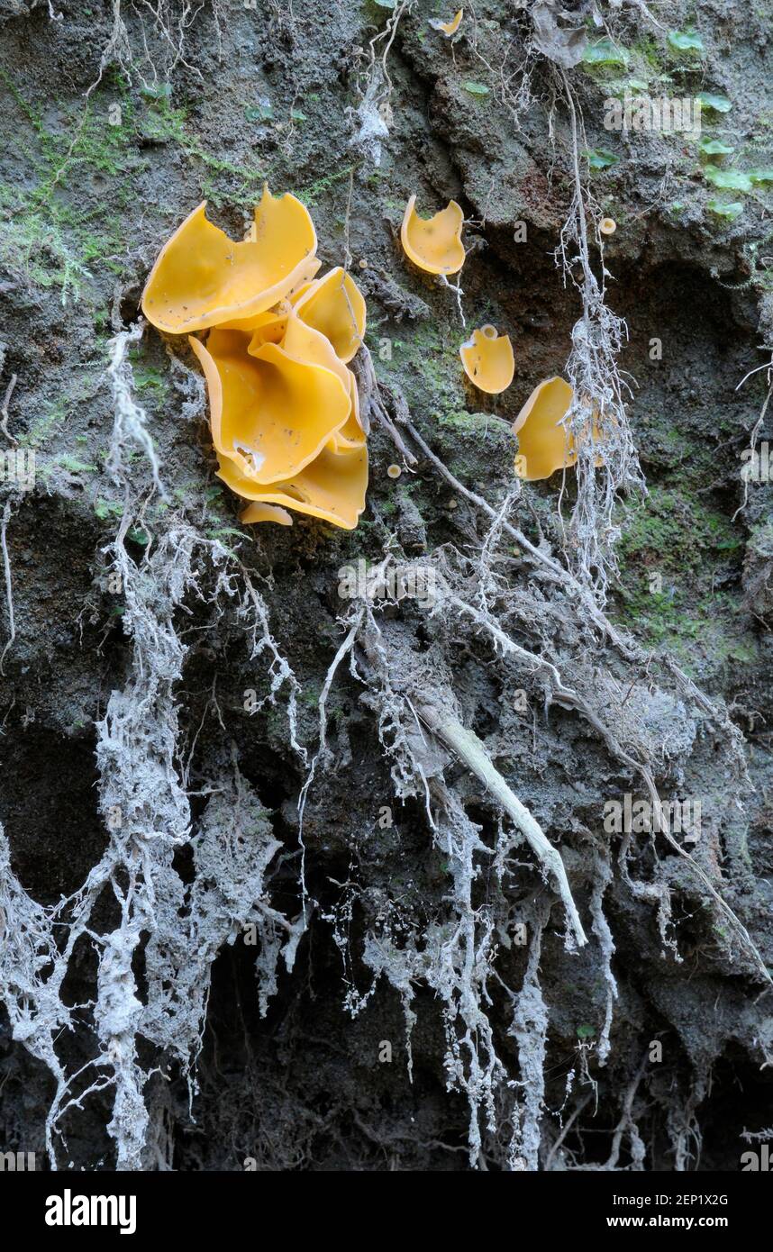 Orange Peel Fungus (Aleuria aurantia) Stock Photo