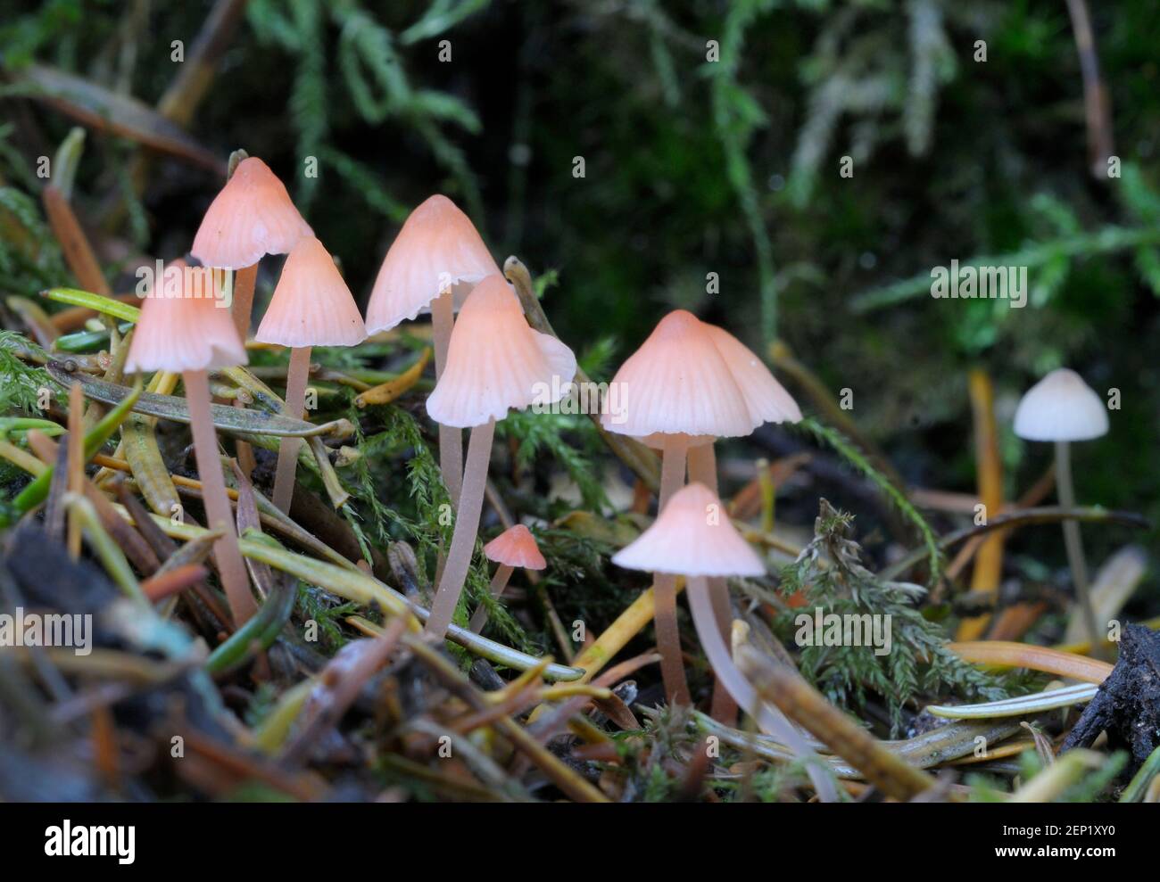 Small pink Mycena mushrooms Stock Photo