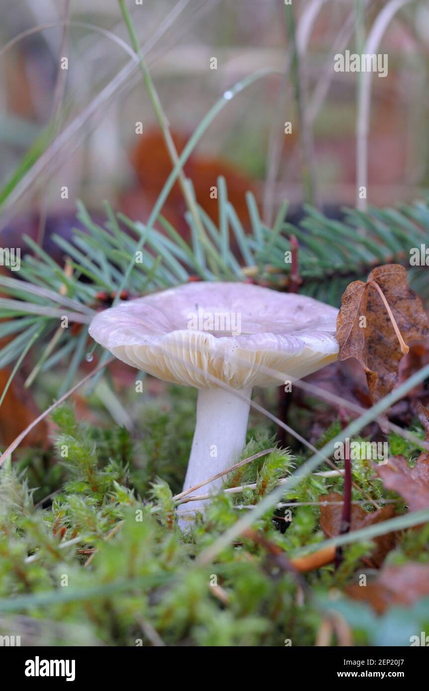 Young Russula mushroom coming up through moss Stock Photo