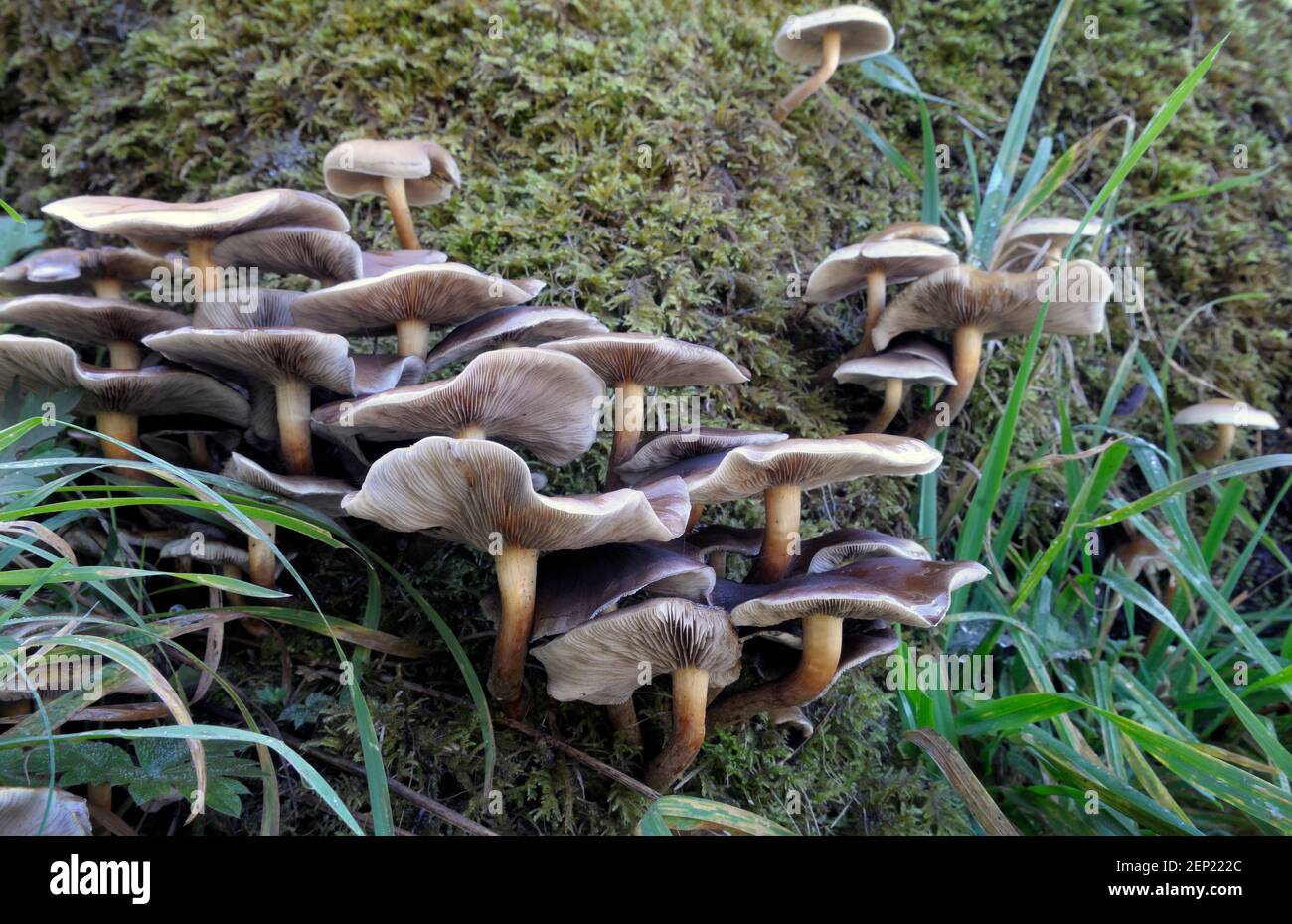 Large gilled mushrooms growing amongst grass and moss Stock Photo
