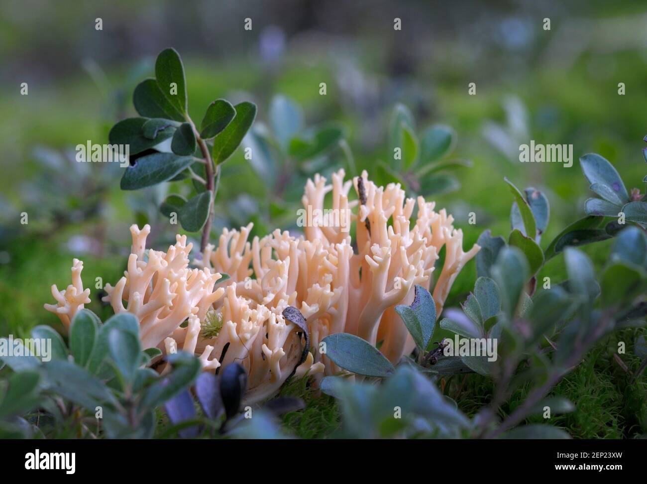 Pink Coral Fungus (Ramaria formosa) Stock Photo