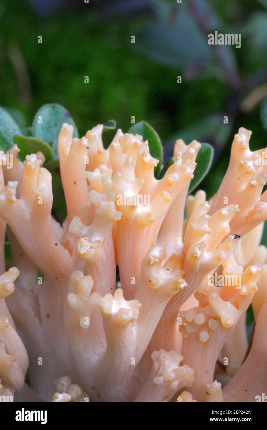 Close up detail of Pink Coral Fungus (Ramaria formosa) Stock Photo