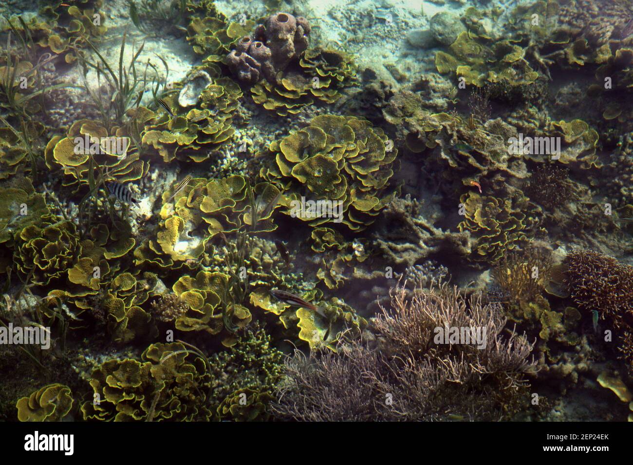 Coral reefs on the bed of coastal water photographed from a jetty in Sawai village, Central Maluku, Maluku province, Indonesia. Stock Photo