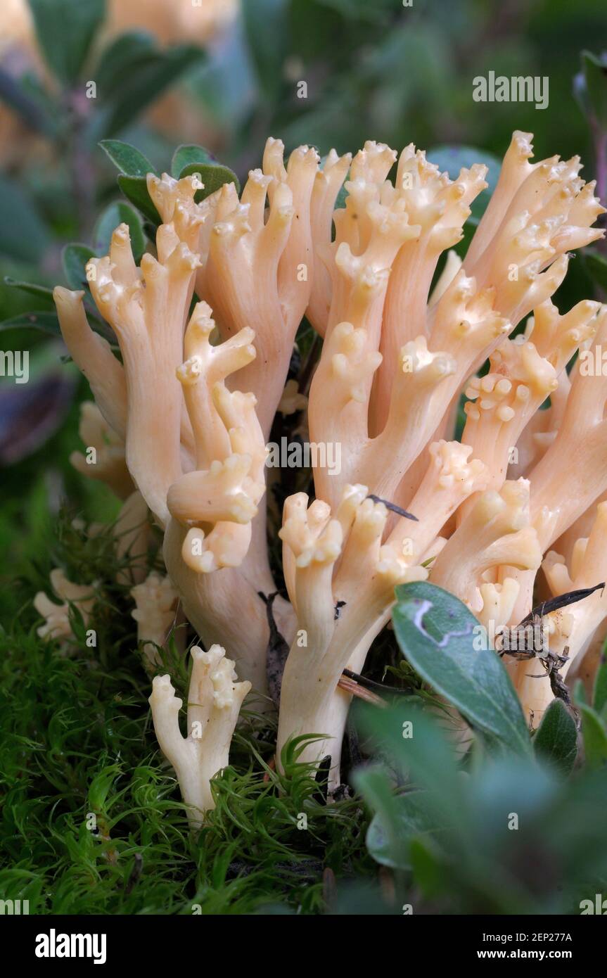 Pink Coral Fungus (Ramaria formosa) growing in moss Stock Photo