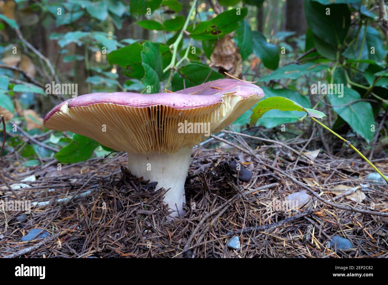 Rosy Russula (Russula sanguinea) showing the gills Stock Photo