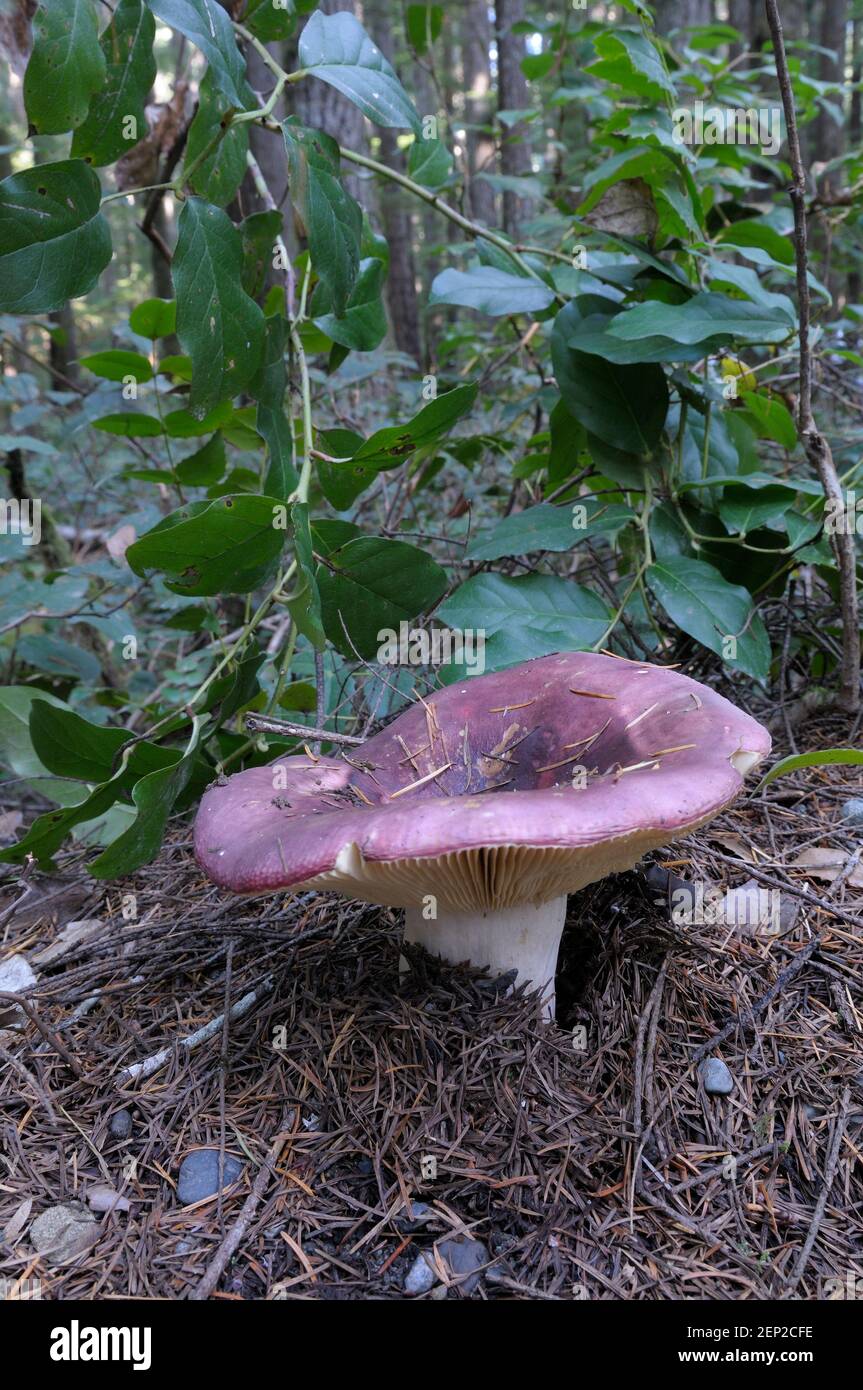 Rosy Russula (Russula sanguinea) on the forest floor Stock Photo