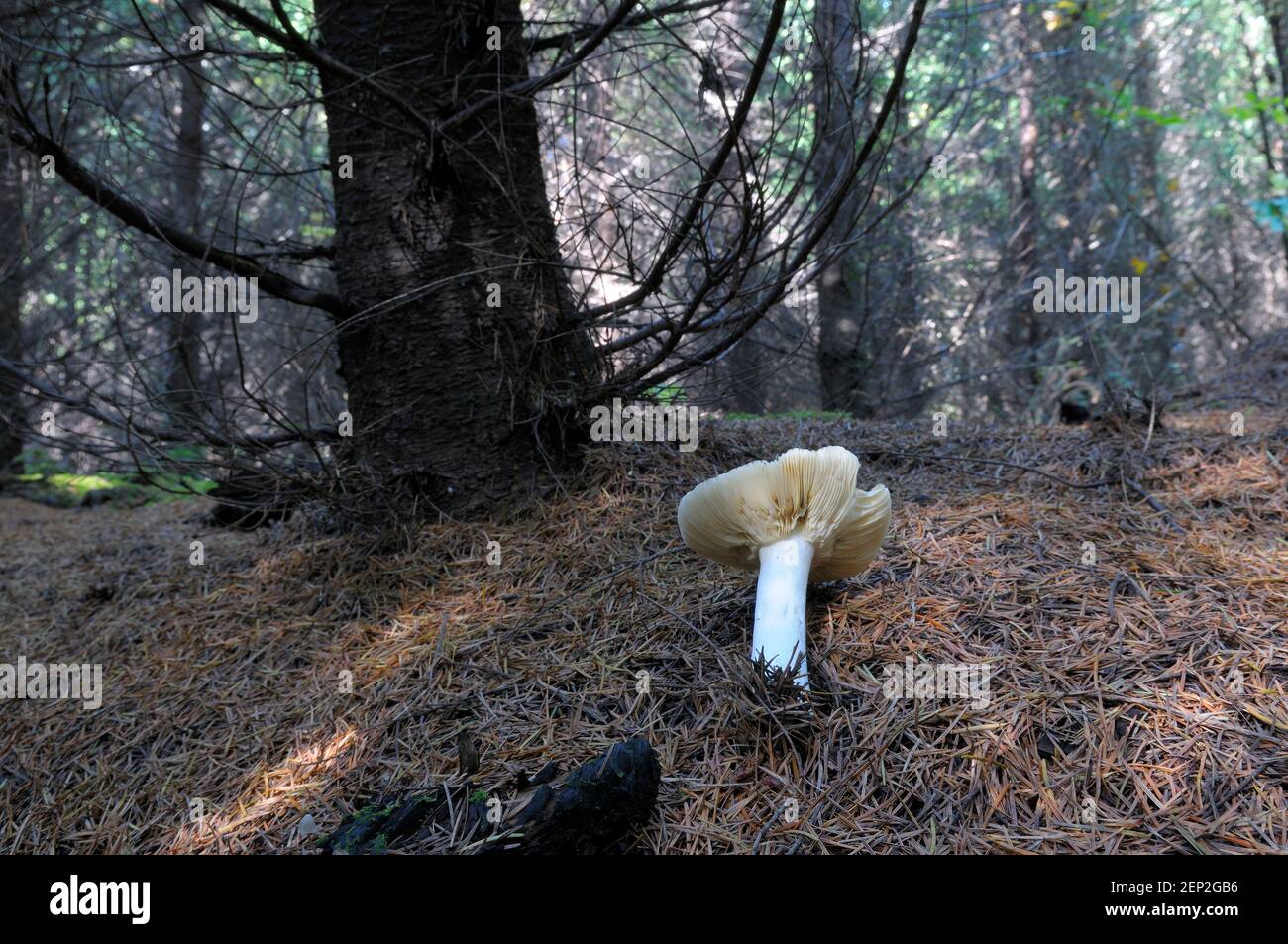 Russula mushroom growing in a dark forest in pine needles Stock Photo