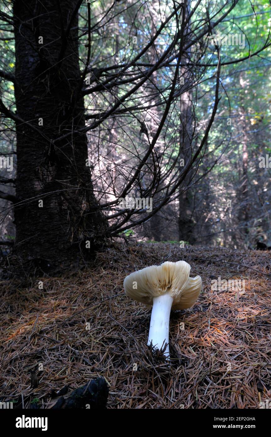 Russula mushroom growing in pine needles showing its gills Stock Photo