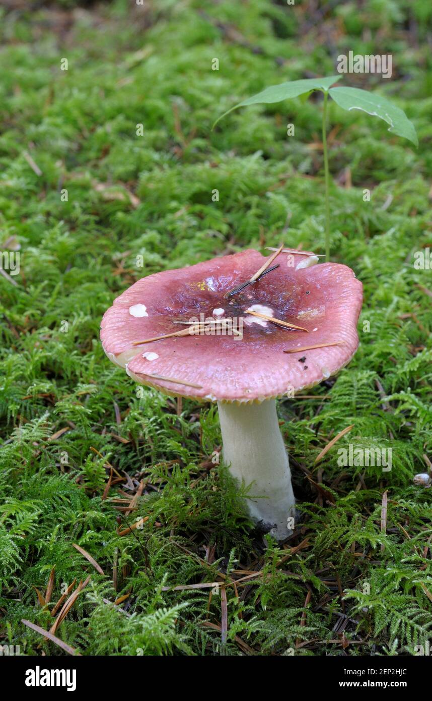 Rosy Russula (Russula sanguinea) mushroom growing in moss Stock Photo