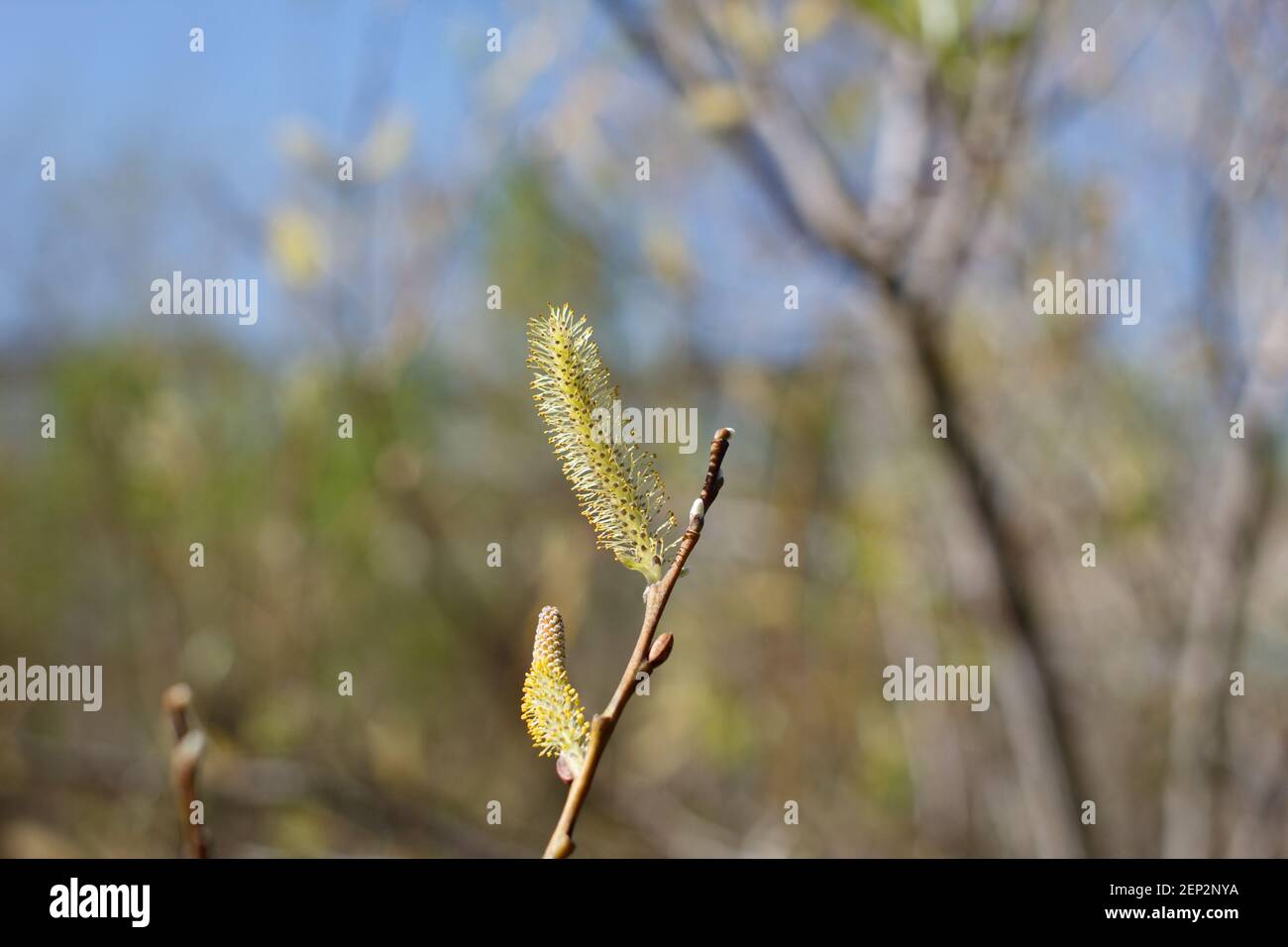 Staminate catkin inflorescences of Arroyo Willow, Salix Lasiolepis, Salicaceae, native shrub near Bluff Creek Trail, South California Coast, Winter. Stock Photo