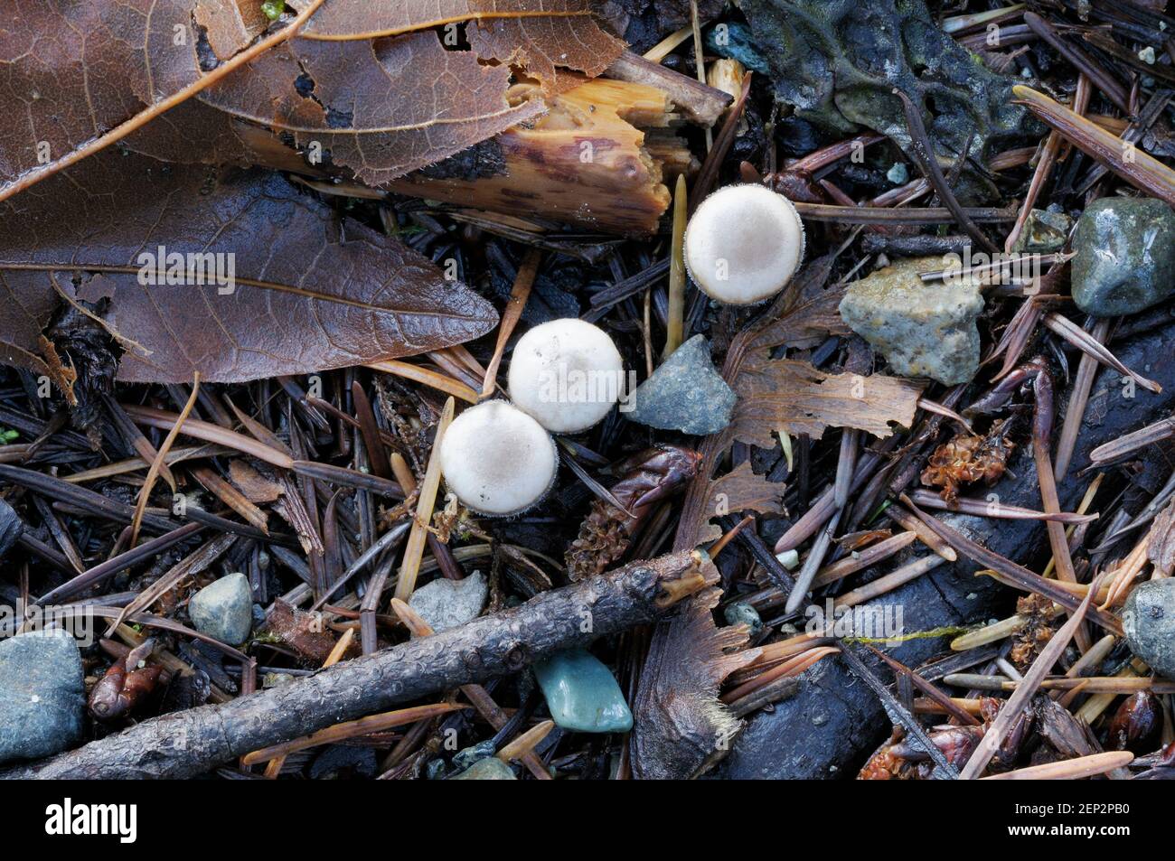 White Bird's Nest Fungus (Crucibulum laeve) Stock Photo