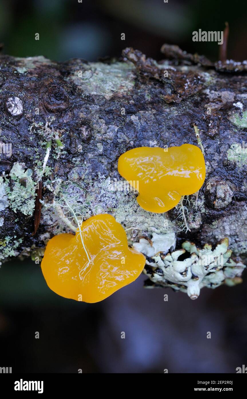Orange Jelly (Dacrymyces palmatus Stock Photo Alamy