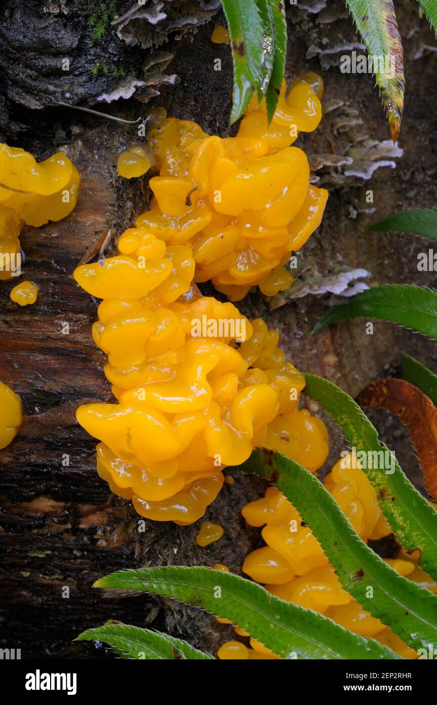 Orange Jelly (Dacrymyces palmatus Stock Photo Alamy