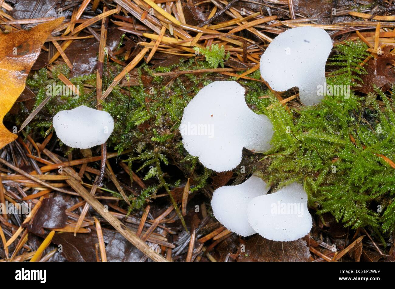 Toothed Jelly Fungus (Pseudohydnum gelatinosum) Stock Photo